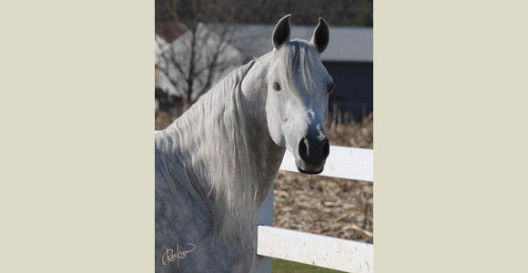 Sir Alidaar - Straight Egyptian Stallion