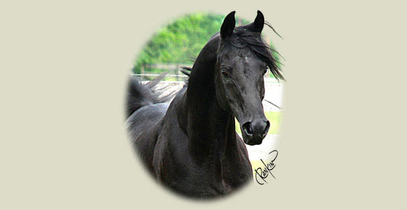 Black Egyptian Arabian Stallion
