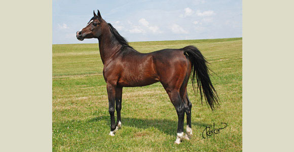 Straight Egyptian Arabian Stallion